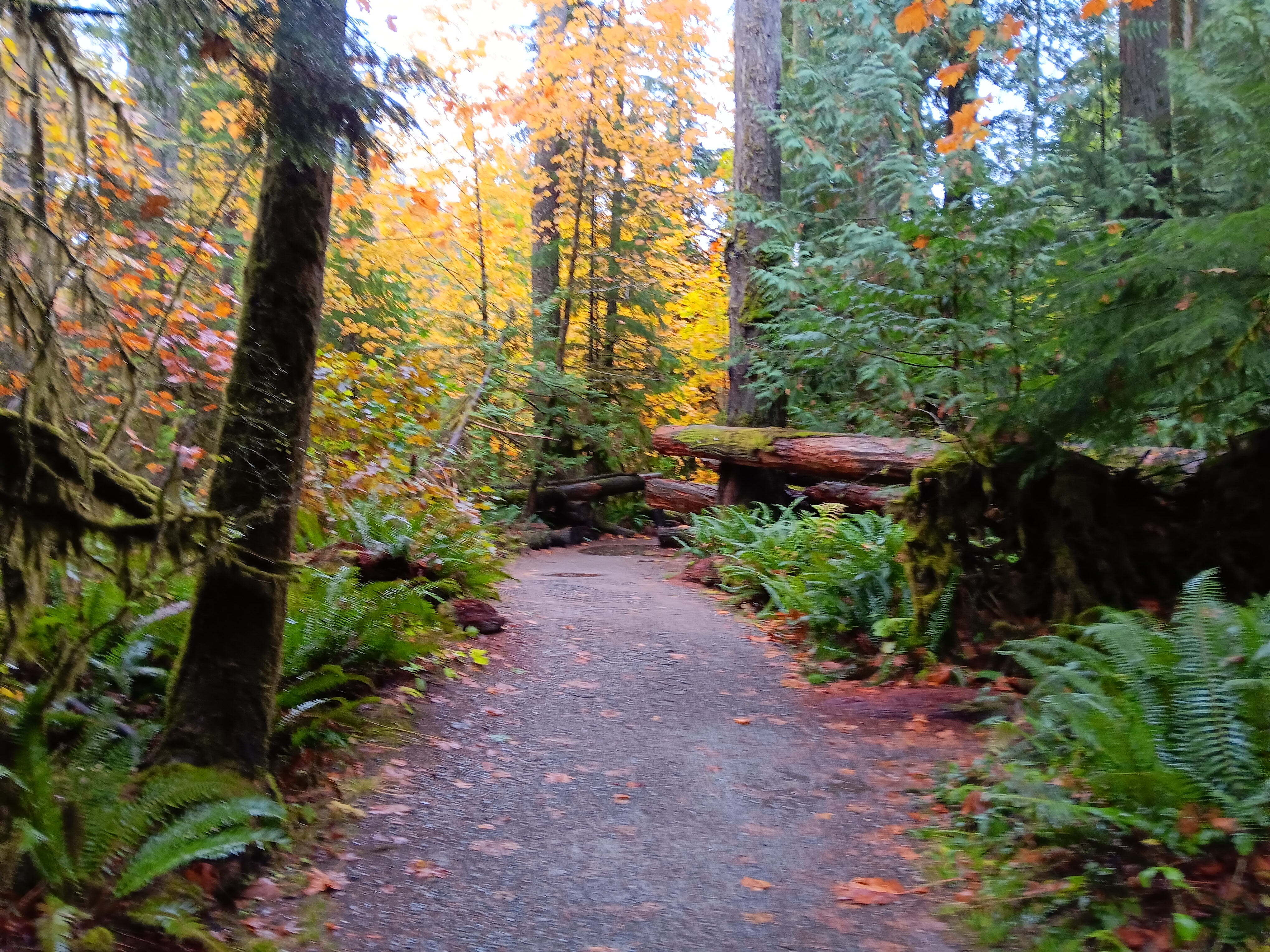 Cathedral Grove - Path with Fallen Trees